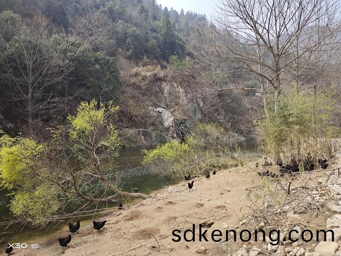 金寨(zhai)養(yǎng)(yang)殖基(ji)地(di)