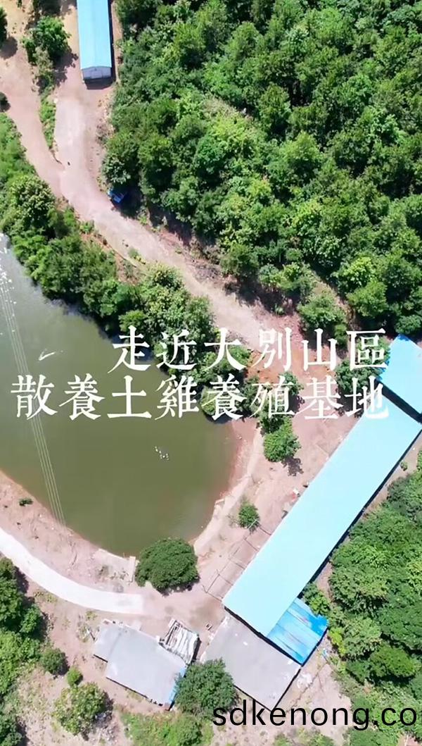 大(da)彆(bie)山區(qū)散養(yǎng)土(tu)鷄(ji)-養(yǎng)殖(zhi)基地