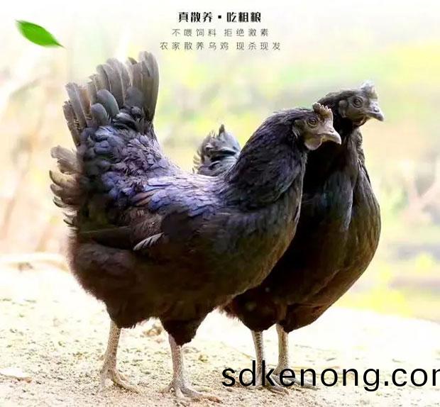 五黑鷄(ji)