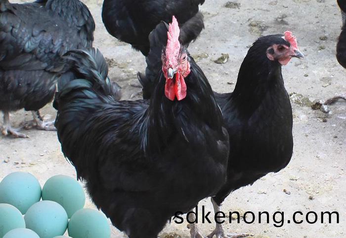 金寨五黑鷄綠(lv)殼(ke)蛋