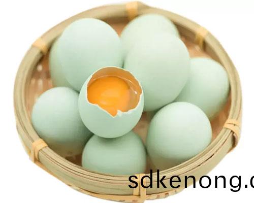 金(jin)寨五(wu)黑鷄(ji)綠殼(ke)蛋