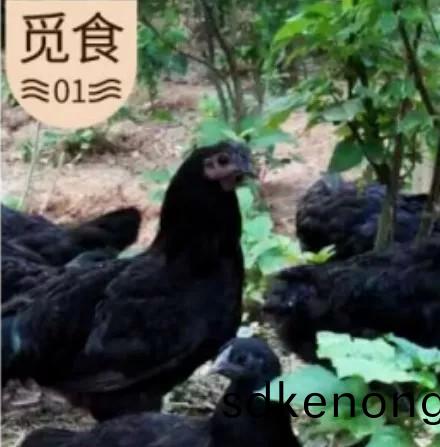 金寨(zhai)五(wu)黑鷄(ji)綠殼蛋