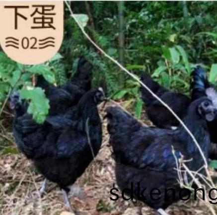 金(jin)寨五(wu)黑鷄(ji)綠殼(ke)蛋(dan)