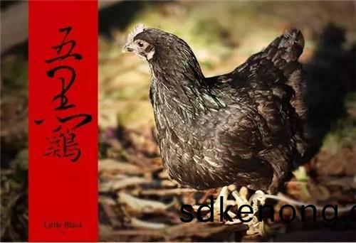 五(wu)黑鷄