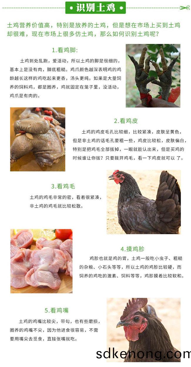 五黑(hei)鷄