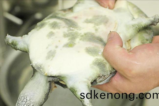 金寨老鷄(ji)湯(tang)