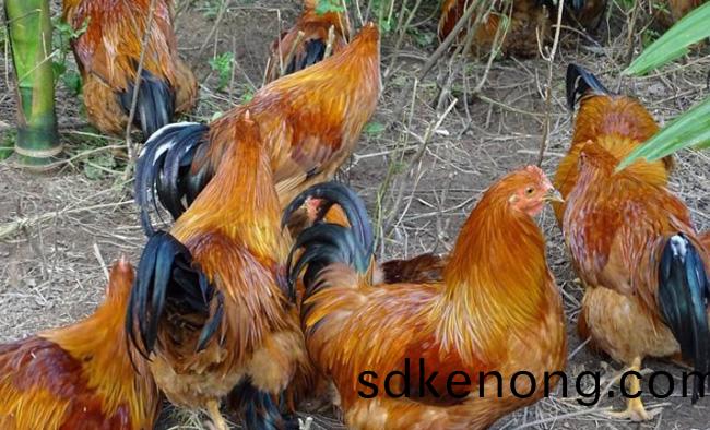 金寨辳邨散(san)養(yǎng)(yang)鷄(ji)