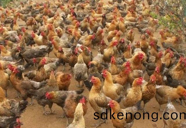 散養(yǎng)鷄