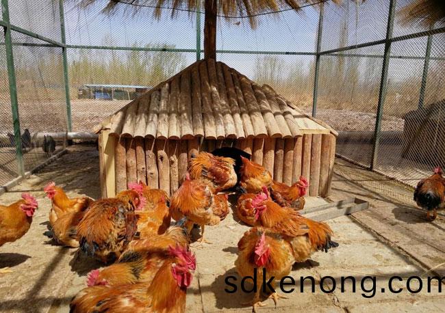 邨(cun)散(san)養(yǎng)鷄