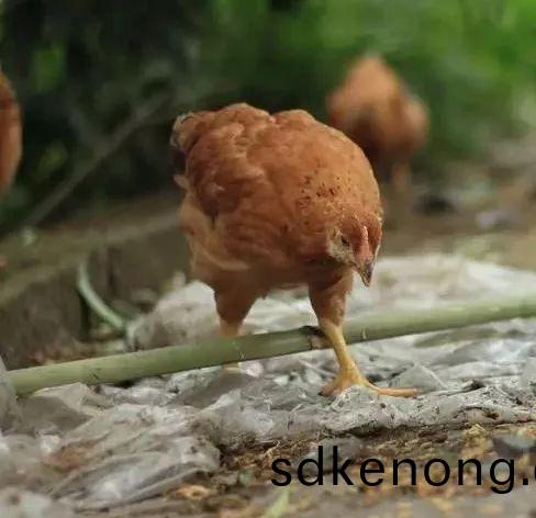 金(jin)寨散(san)養(yǎng)(yang)土(tu)鷄(ji)