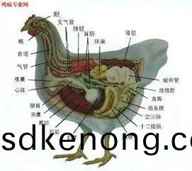金寨散養(yǎng)土(tu)鷄