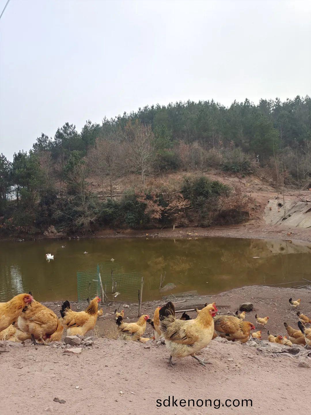 金寨黑腳(jiao)土鷄(ji)