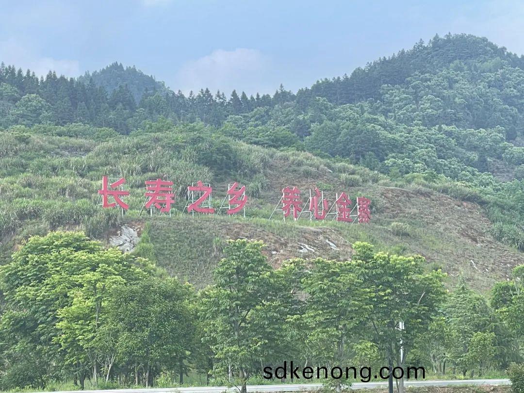 金寨黑(hei)腳(jiao)土鷄