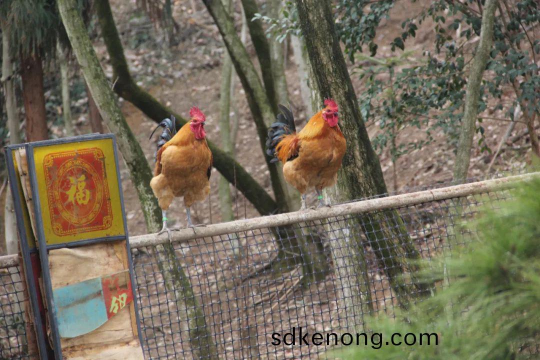 金寨黑(hei)腳土(tu)鷄(ji)