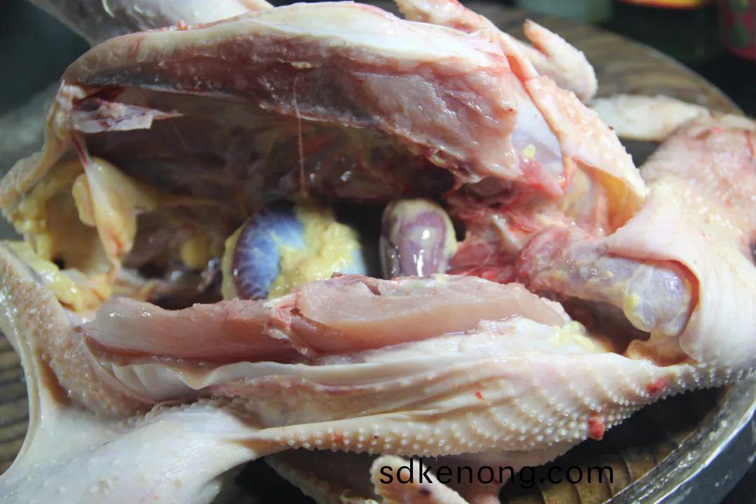 金寨(zhai)黑(hei)腳土(tu)鷄(ji)