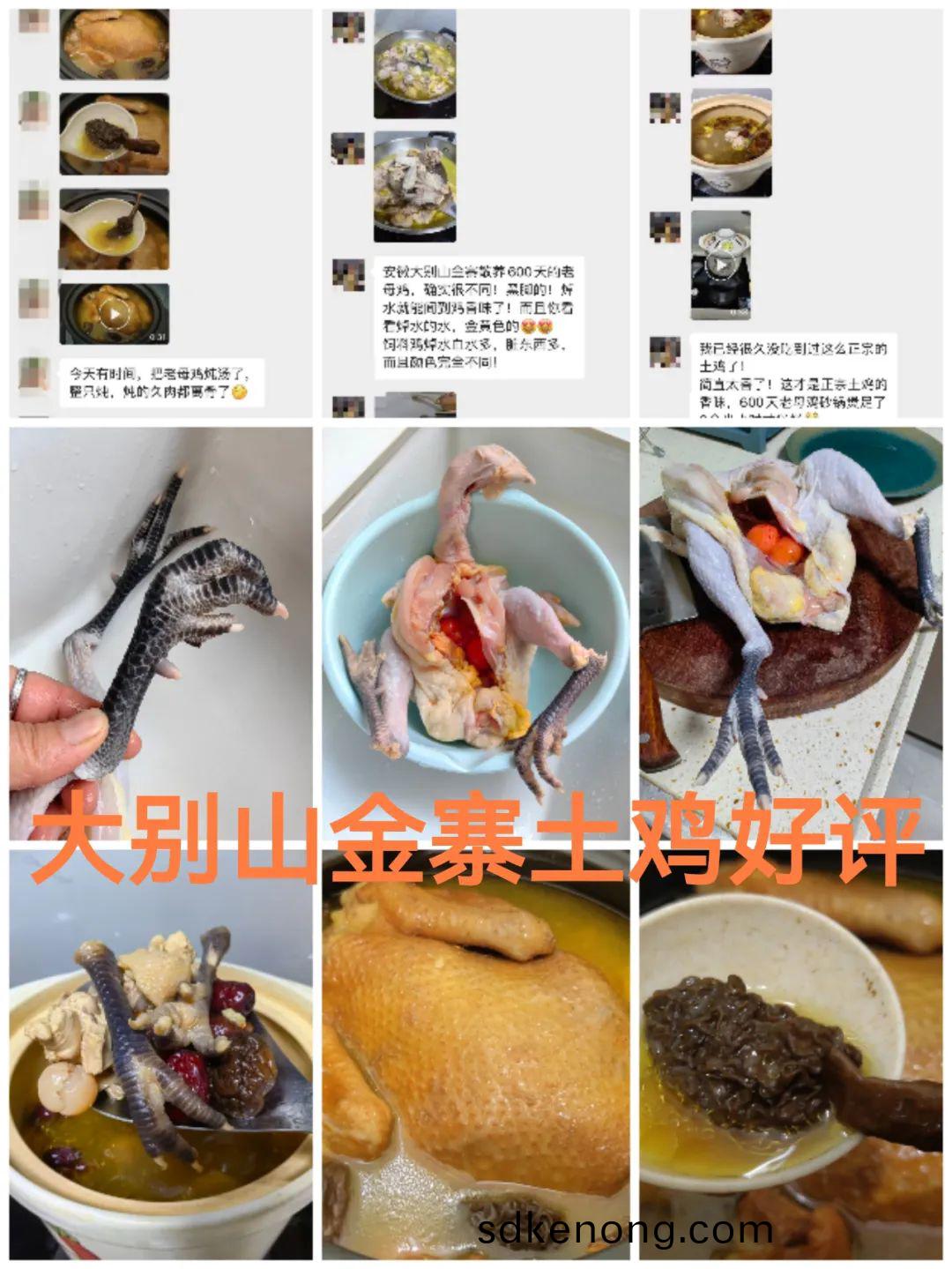金(jin)寨黑(hei)腳(jiao)土鷄