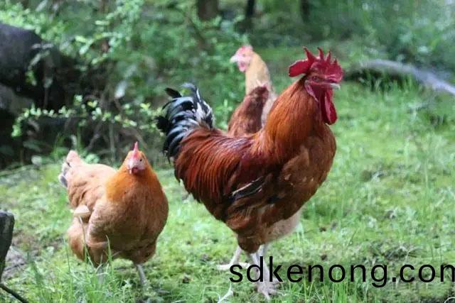 金寨(zhai)土鷄養(yǎng)(yang)殖(zhi)