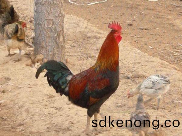 金寨(zhai)五(wu)黑鷄(ji)