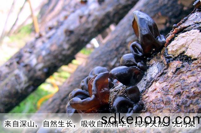 金(jin)寨(zhai)靈(ling)芝孢(bao)子粉(fen)