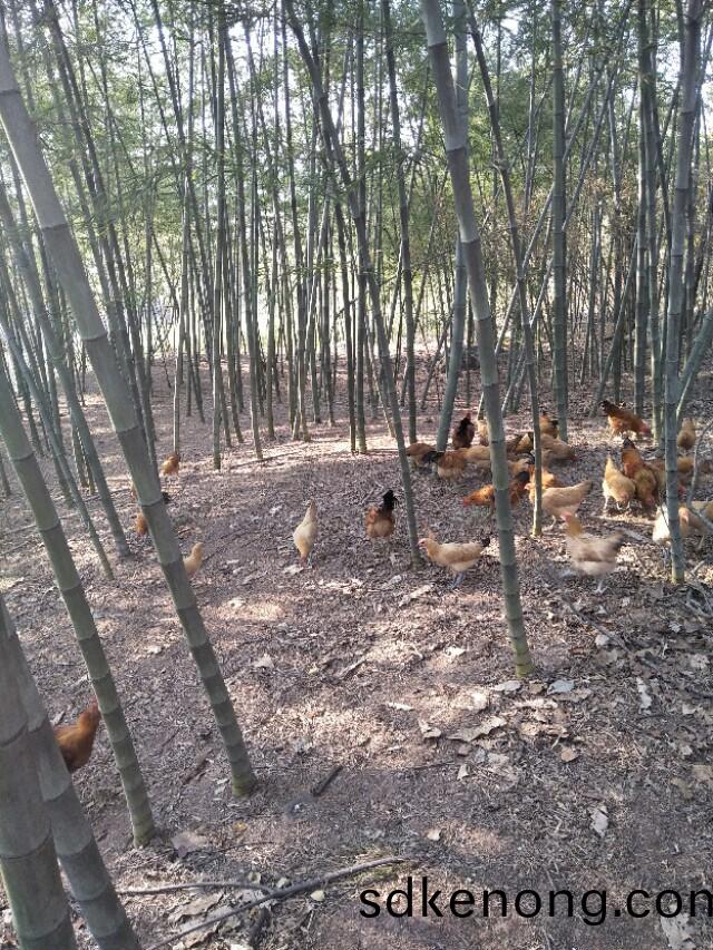 金(jin)寨(zhai)土(tu)鷄