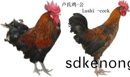 土鷄(ji)品種(zhong)