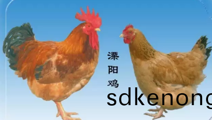 土(tu)鷄(ji)品種
