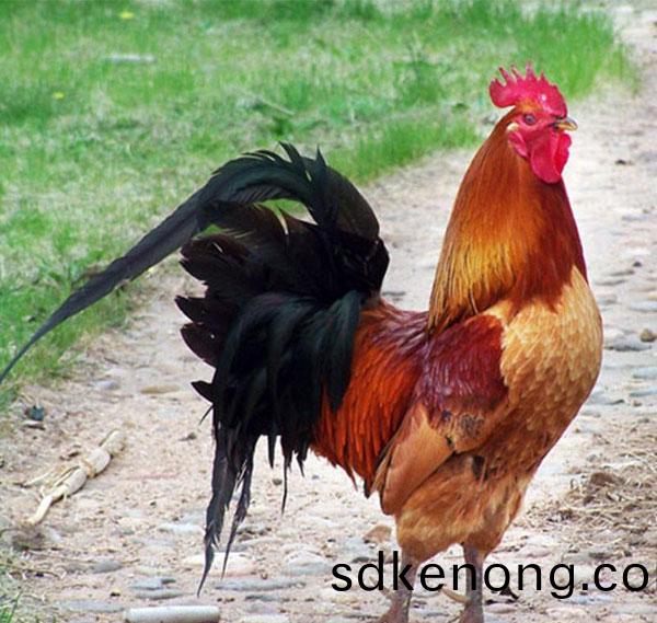 金寨(zhai)散養(yǎng)土公鷄